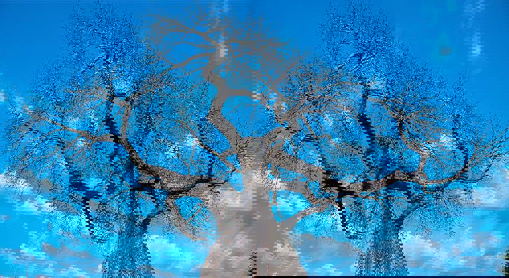 Prachtige boom in Ruaha National Park