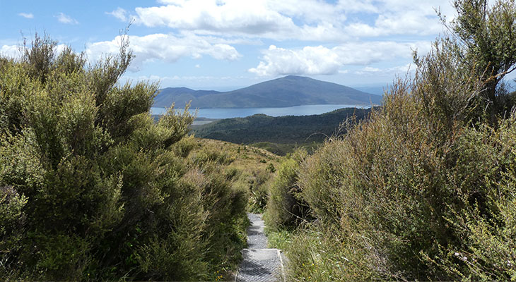 Okahukura Bush Okahukura Bush