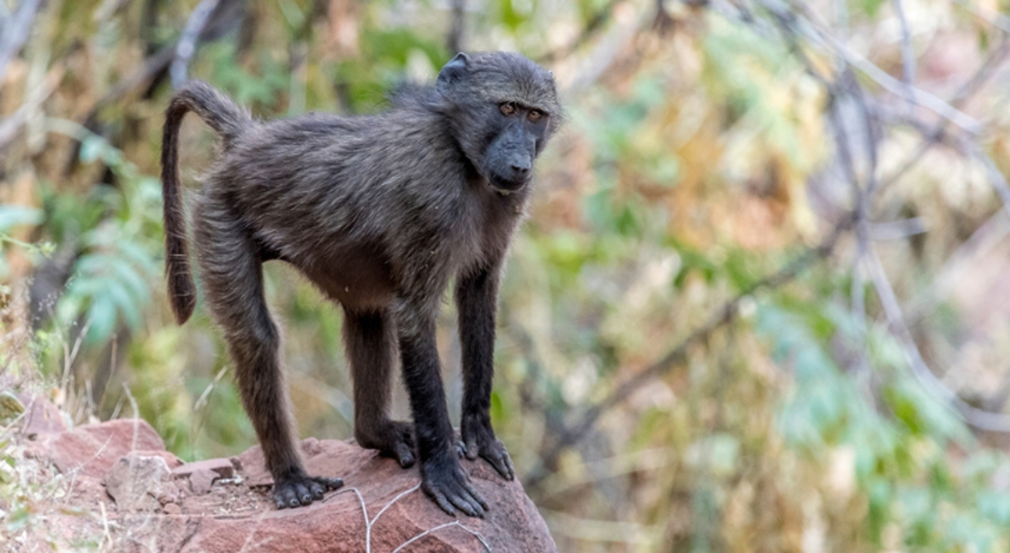 Baboon in Waterberg, Namibië