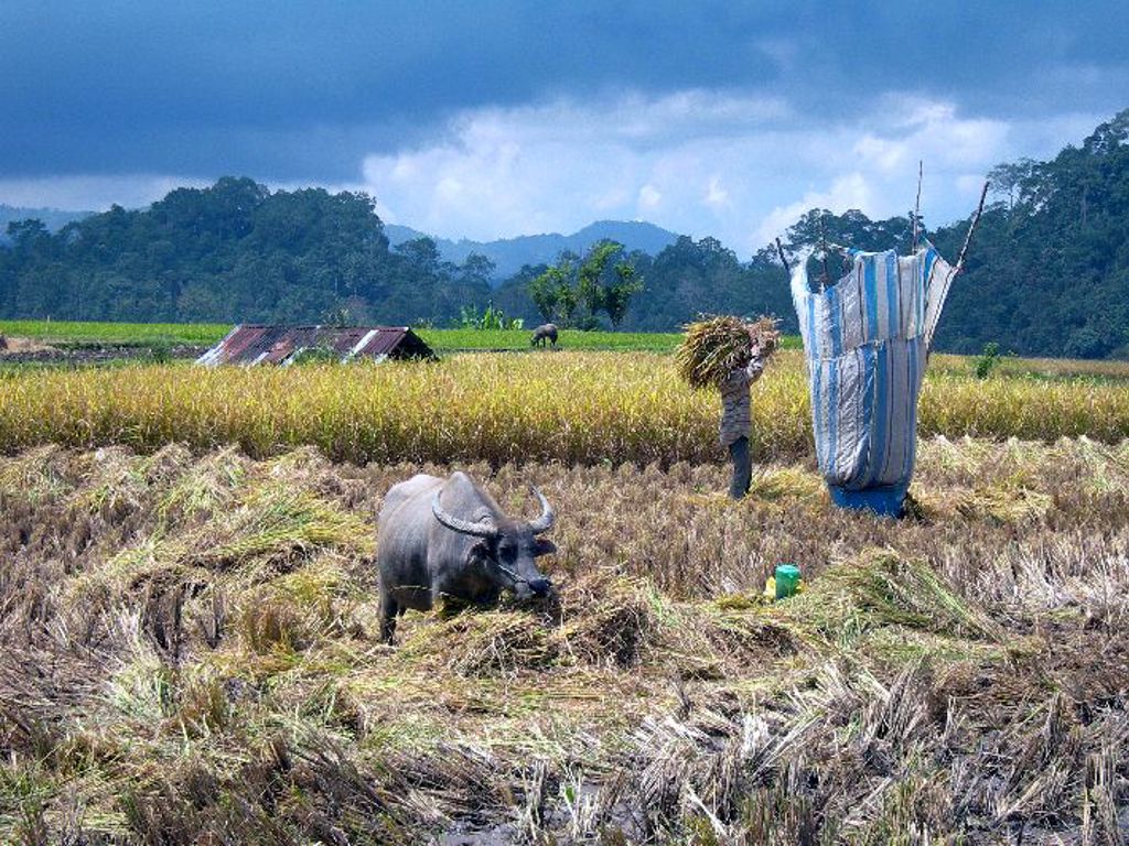 Bukittingi Indonesië