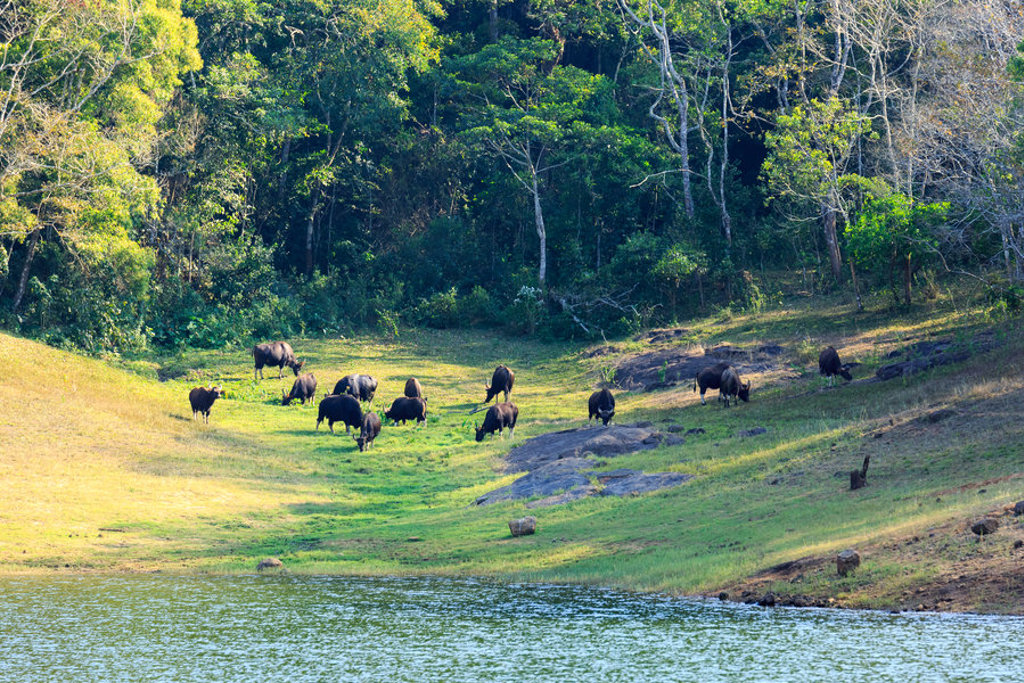 main_India_-_Periyar_NP_wildlife_shutterstock.jpg
