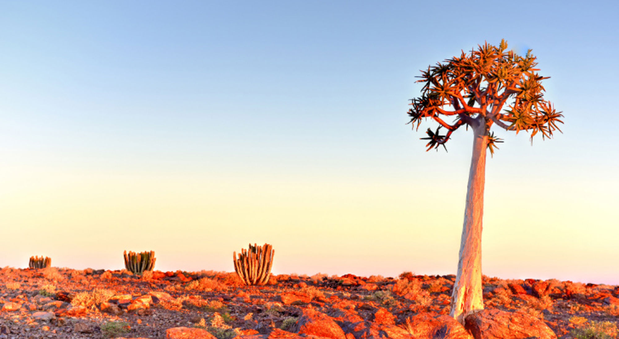 Quiver Tree rond de Fish River Canyon, Namibië.