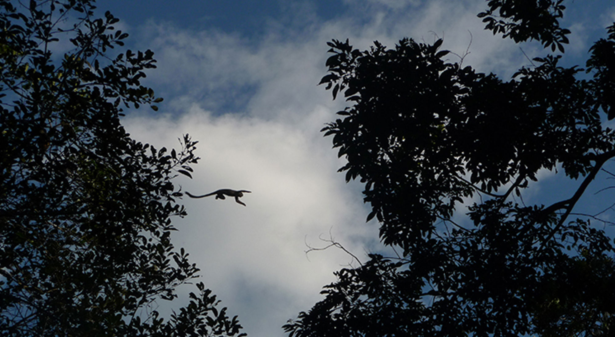 Aap, Ecuador Aap, Ecuador