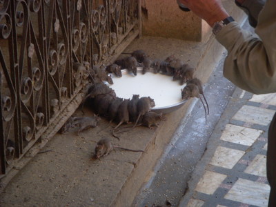 Route Noord - India en Nepal, 30 dagen - Day 15