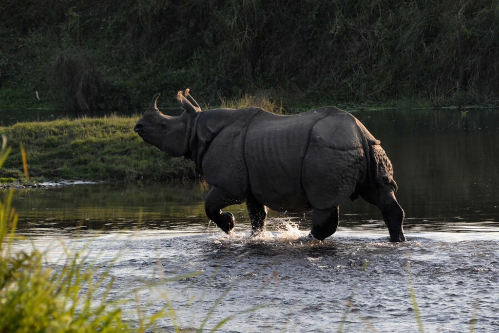 main_Chitwan_neushoorn_-_reispassie.jpg