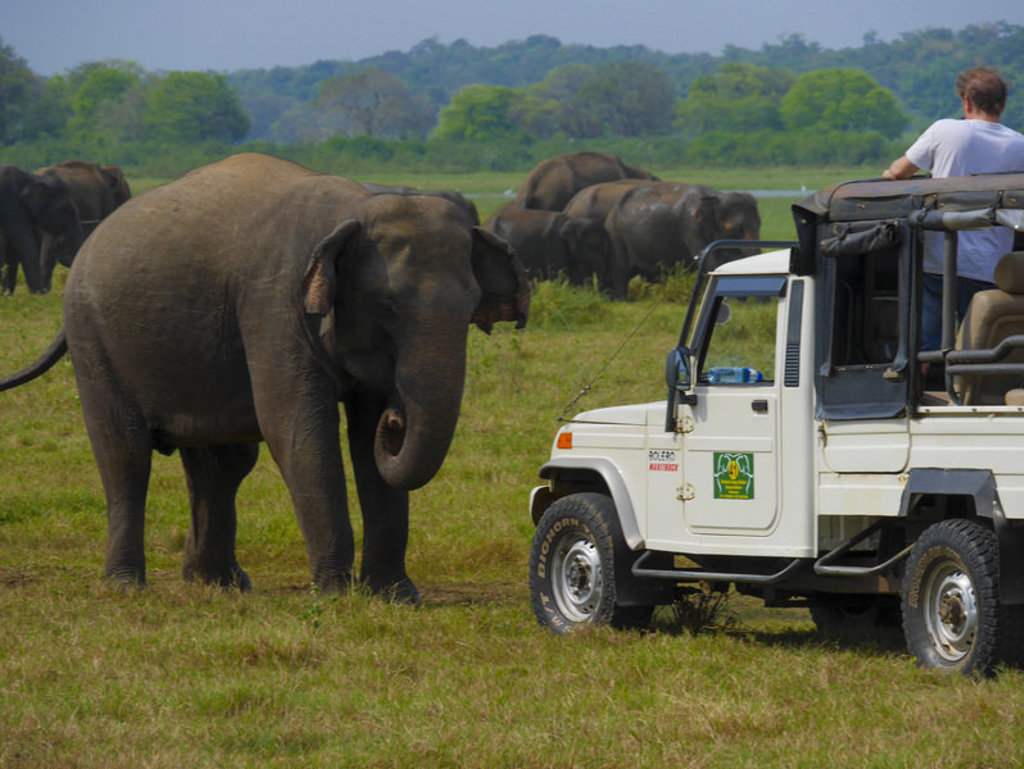 main_safari_olifant.jfif