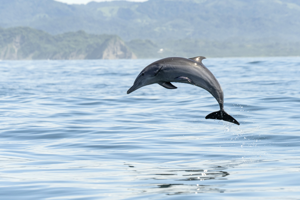 Playa Carillo dolfijn