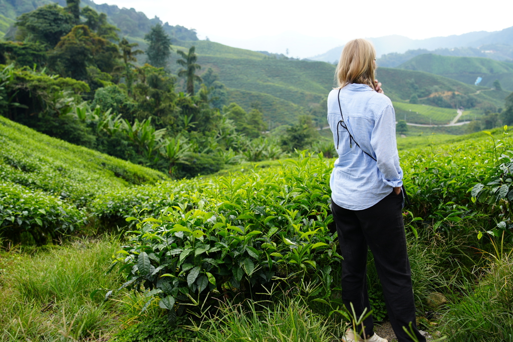 MSF Cameron Highlands.JPG