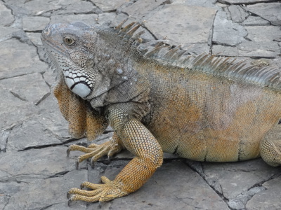 Galapagoseilanden - Day 10