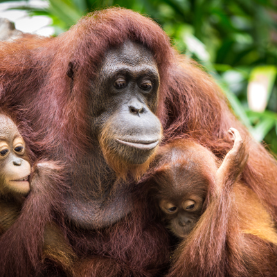 Familiereis Maleisisch Borneo Orang oetan