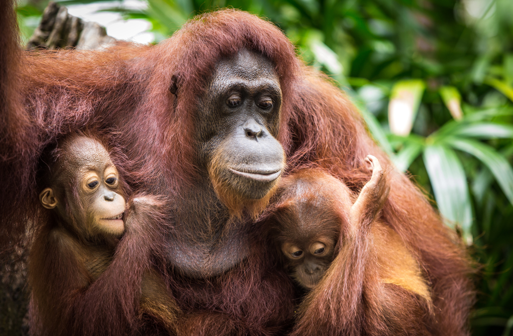 Familiereis Maleisisch Borneo Orang oetan