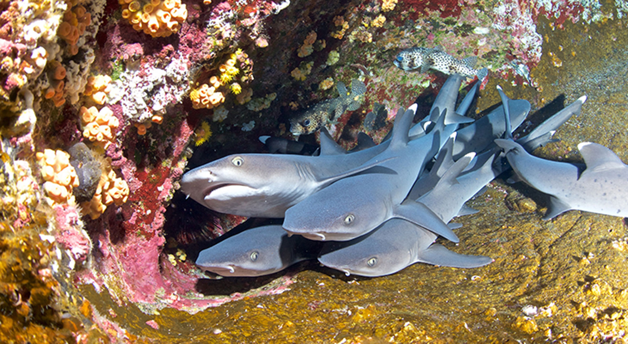 witpuntrifhaai-galapagos