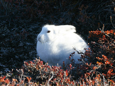 Route Groenland - 13 dagen - Dag 3