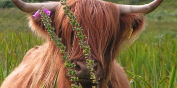 Groepsrondreis Schotland