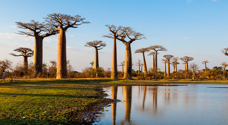 Baobabs Baobabs