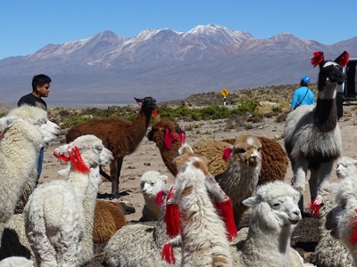 Route Peru, 23 dagen - Dag 15