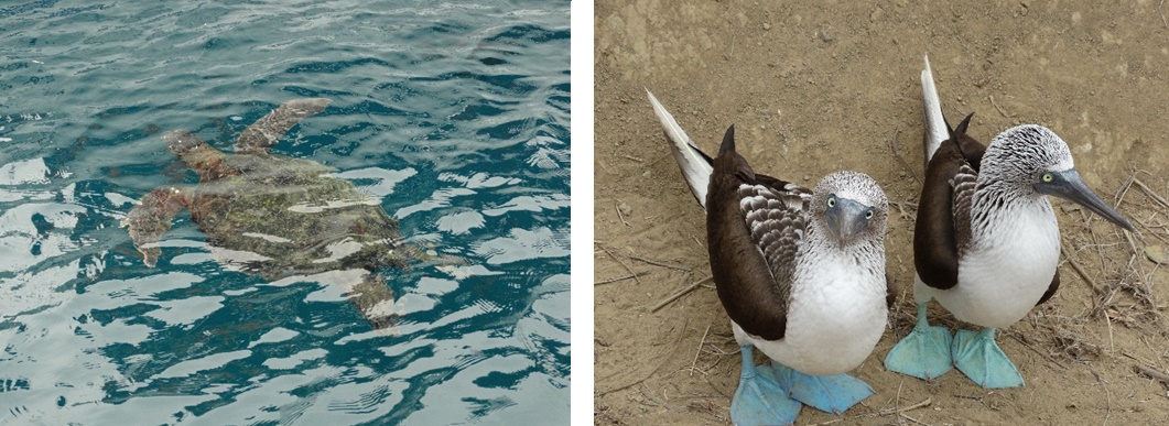 Dieren op de Galapagos-eilanden Dieren op de Galapagos-eilanden
