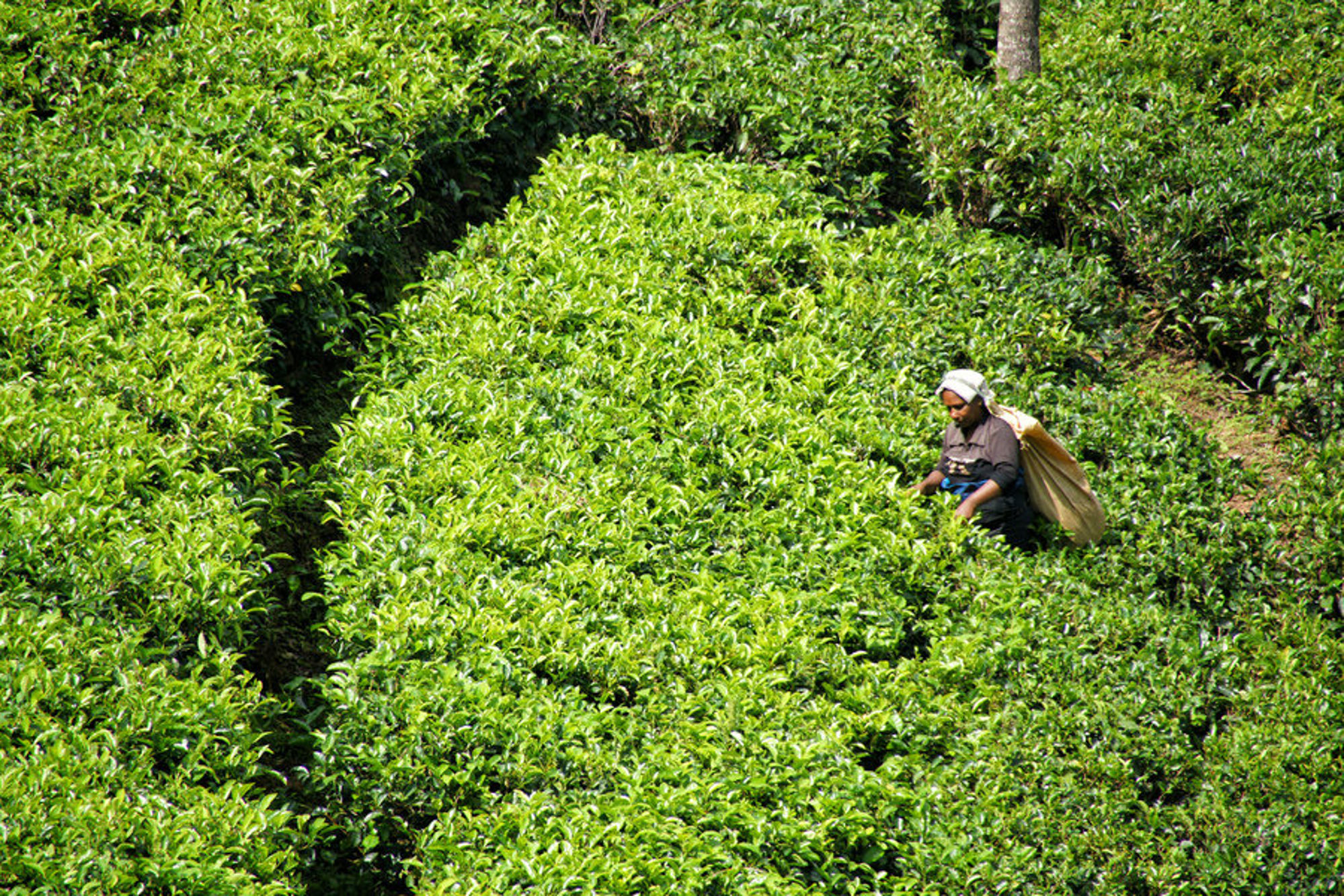 Fietsvakantie Sri Lanka