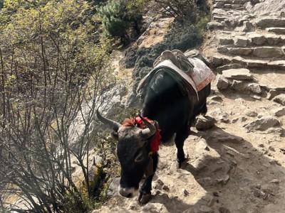 Route Nepal Everest Base Camp, 24 dagen - Dag 9