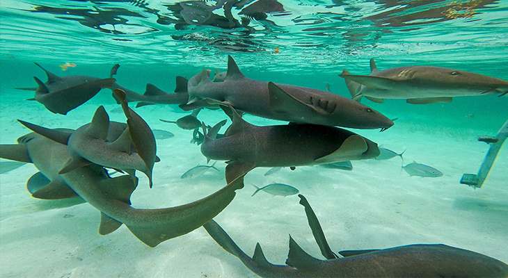 Belize; Caye Caulker