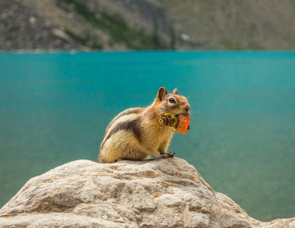 main_CA-2015-Sander-Vankeirsbilck-chipmunk_lake_louise_achtergrond_close_up-node_83887-submission_14632-Foto_3.jpg