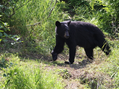 Route Alaska en Yukon, 25 dagen - Day 2