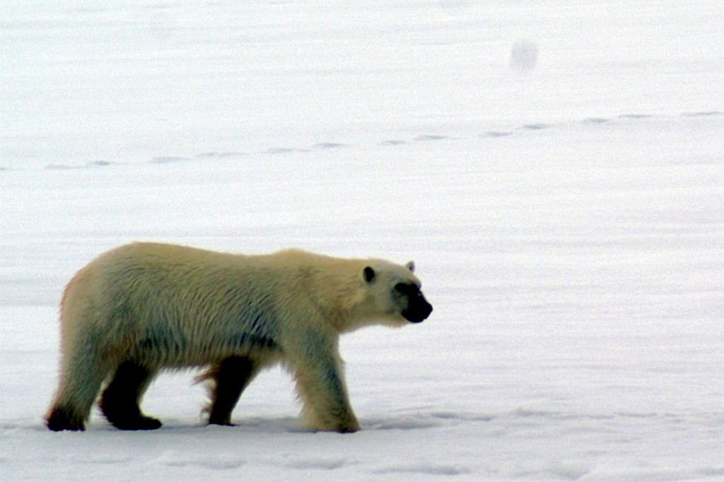 IJsbeer Spitsbergen