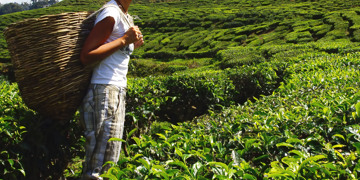 Groepsrondreis West-Maleisië & Borneo