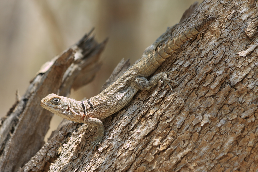 Hagedis - Madagascar