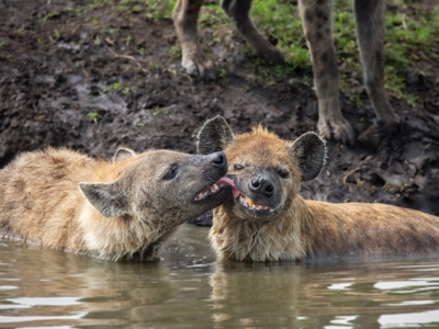 Route tot mei 2025: Kenia en Tanzania, 12-dagen - Dag 12