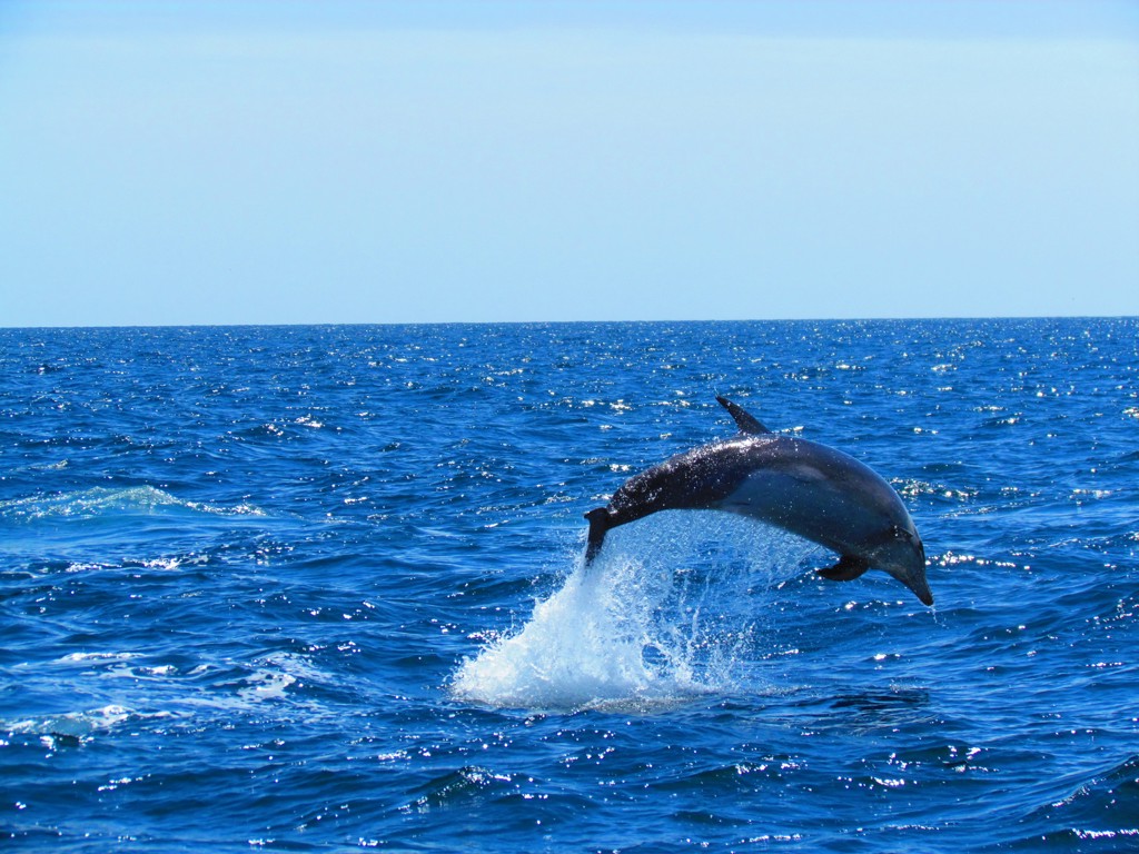 12. Dolfijnen.JPG