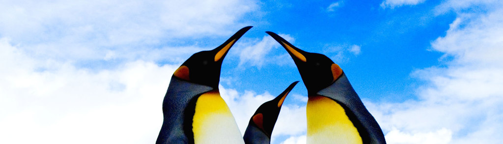 Pinguïn, Antarctica, Falklands en South Georgia