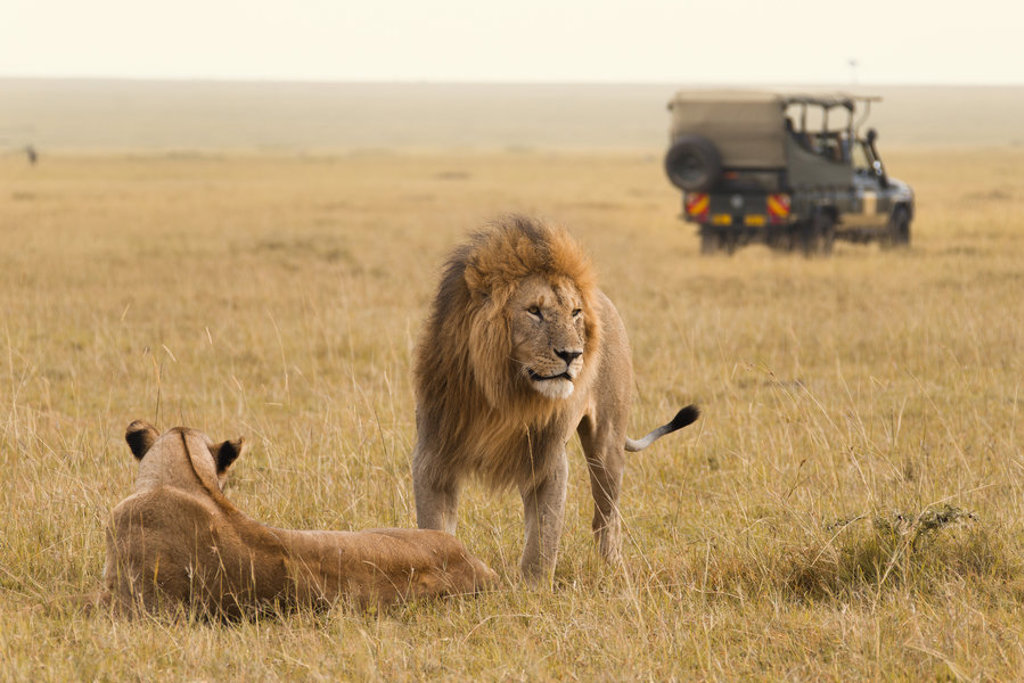 main_shutterstock_736795084_Masai_Mara.jpg