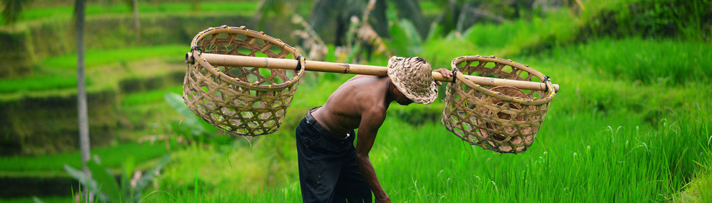 Groepsrondreis Indonesië - Bali aap