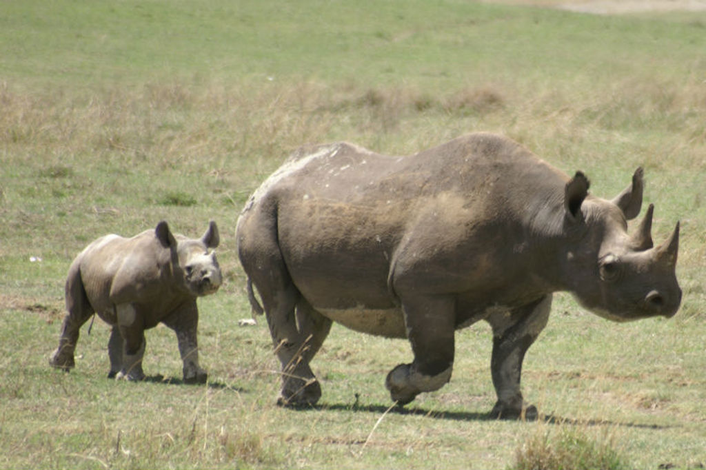 Gamedrive Lake Nakuru