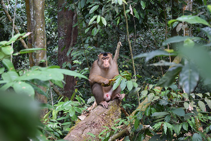 Aapje in de jungle in Indonesië