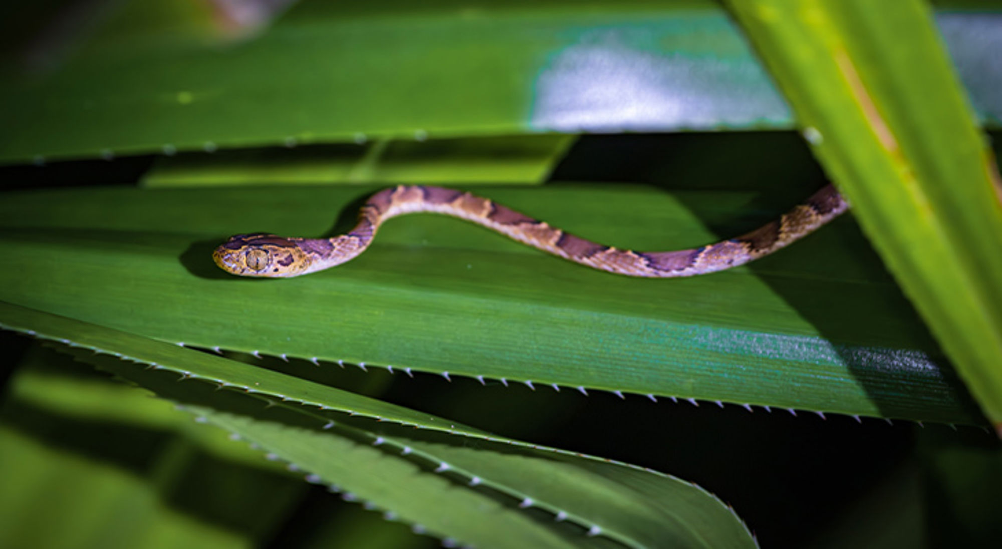 Slang Costa Rica Slang Costa Rica