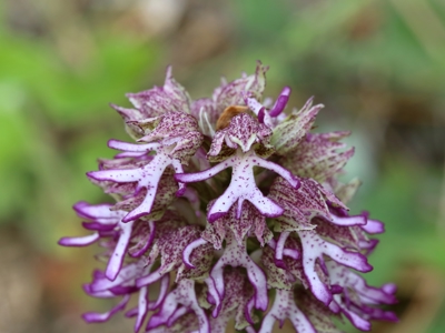 Route Guatemala en Honduras, 19 dagen - Day 2