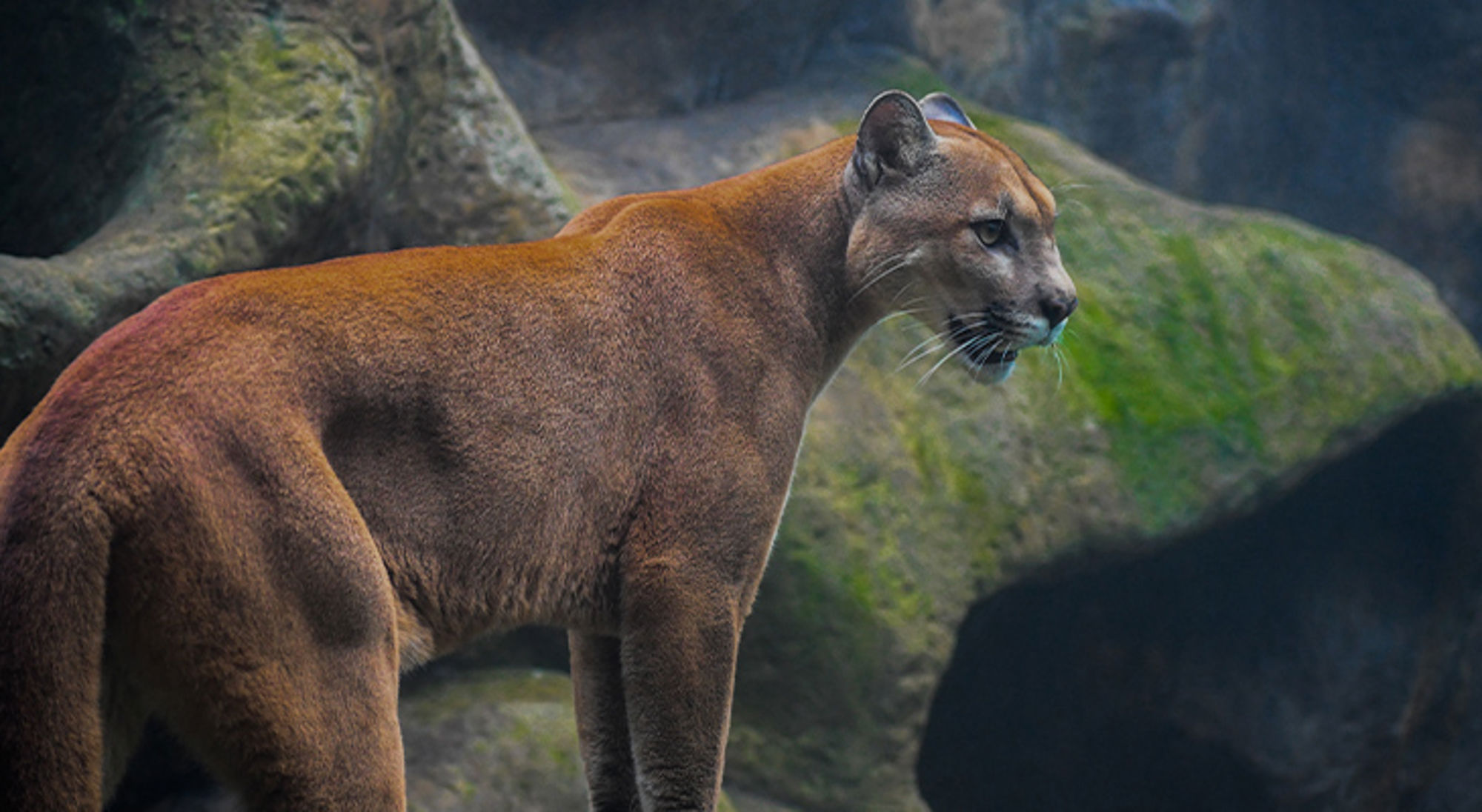 Poema Costa Rica Poema Costa Rica