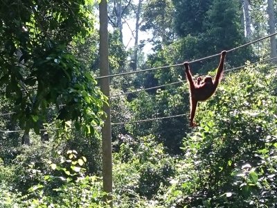 Route Maleisisch Borneo, 21 dagen - Dag 4