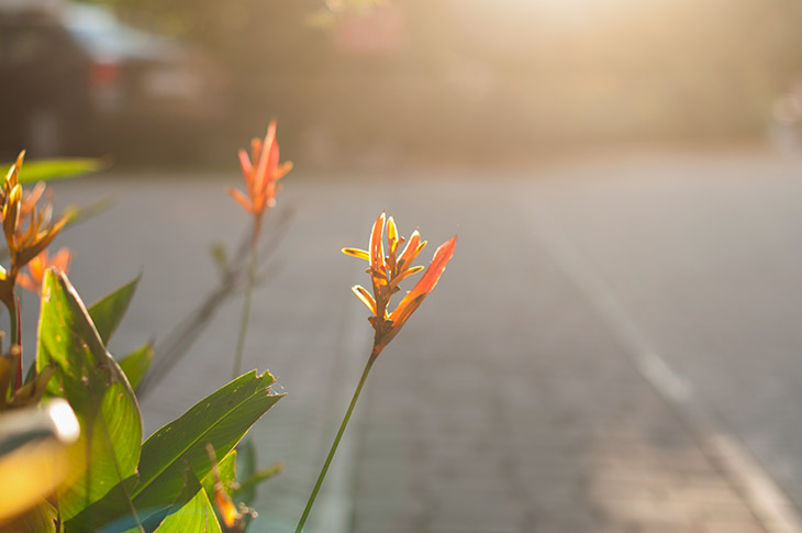 Heliconia in Costa Rica