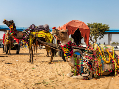 Festivalreis Noord-India en Nepal, 29 dagen - Day 8