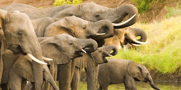 Familiereis Namibië, Botswana en Zimbabwe