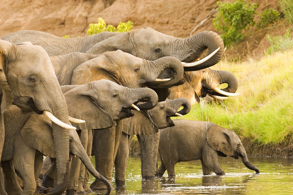 Familiereis zuidelijk afrika