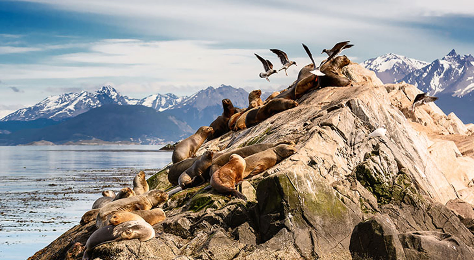 Zeeleeuwen en albatrossen dichtbij Ushuaia Zeeleeuwen en albatrossen dichtbij Ushuaia
