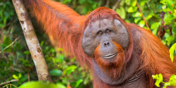 Groepsrondreis Maleisisch Borneo