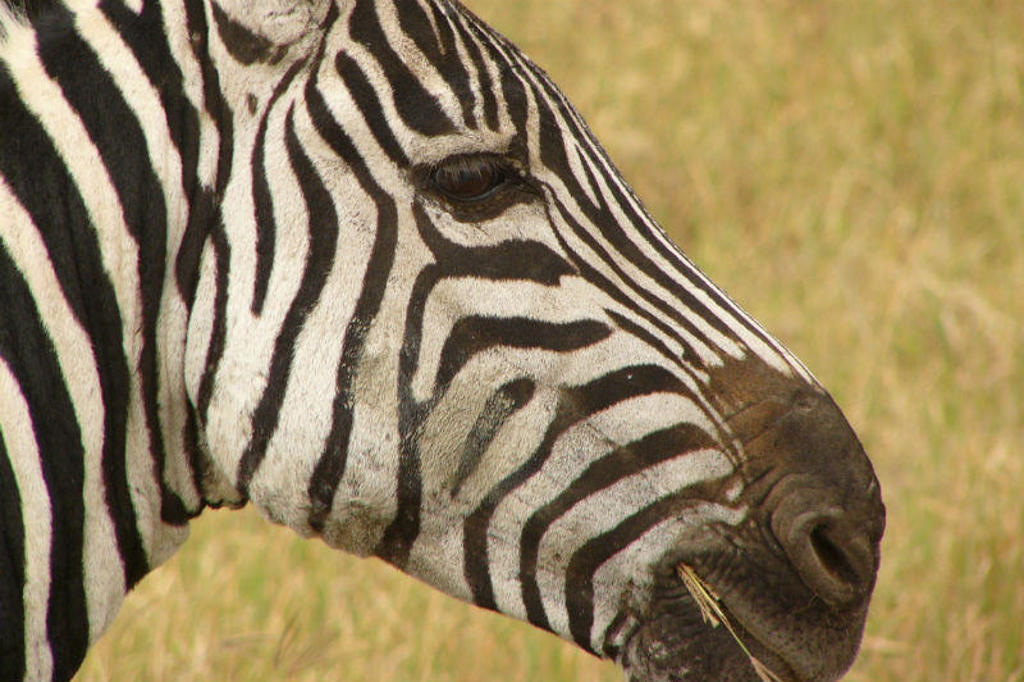main_17-zebra.jpg