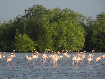 Groep flamingo’s in ondiep water bij mangrovebos in Suriname.