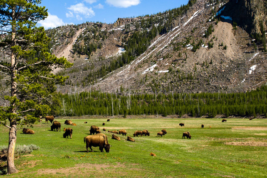 main_Michael-Harding-Bison-Yellowstone-PBW-1.jpeg