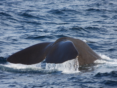 Zeilreis met de Antigua 2020 - Dag 6